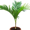 De manilla palm huren als kantoorplant