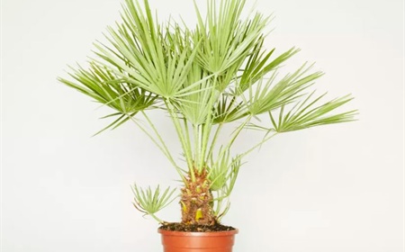 Louer le palmier nain européen comme plante de bureau?