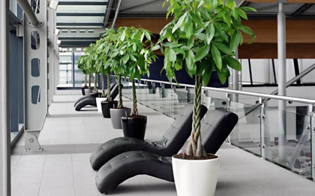 Louer l'arbre à monnaie comme plante de bureau