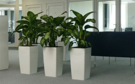 Louer le dieffenbachia comme plante de bureau