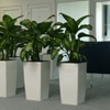 Louer le dieffenbachia comme plante de bureau