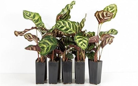 Louer le calathea comme plante de bureau