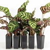 De calathea huren als kantoorplant