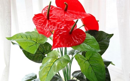 Louer un anthurium comme plante de bureau !