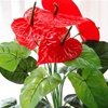 Louer un anthurium comme plante de bureau !